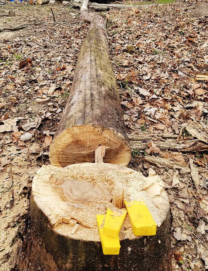 One of the trees I cut down to create bundles.